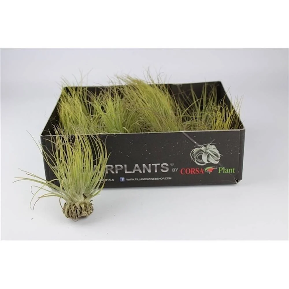 Plante de aer Tillandsia Magnusiana