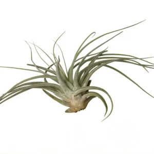 Plante de aer Tillandsia Oaxacana