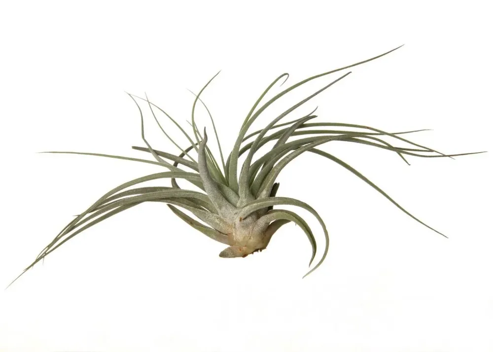 Plante de aer Tillandsia Oaxacana