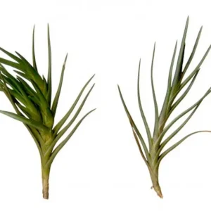 Plante aeriane Tillandsia Albertiana