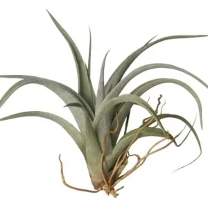 Plante aeriane Tillandsia Fresnelloides