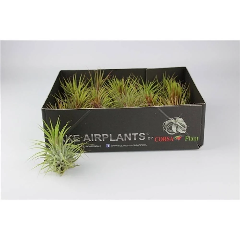 Plante aeriane Tillandsia Ionantha Green