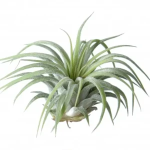 Plante aeriane Tillandsia Ionantha Rubra