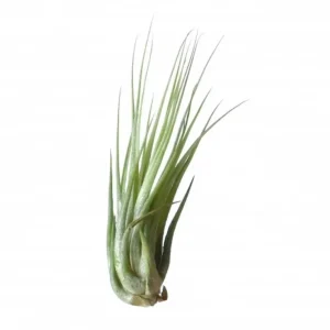 Plante aeriane Tillandsia Ionantha Scaposa