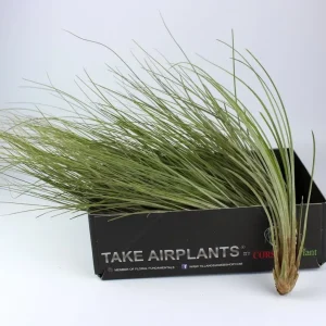 Plante aeriane Tillandsia Juncea