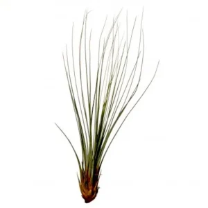 Plante aeriane Tillandsia Juncifolia