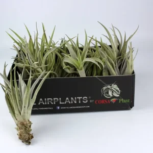Plante aerofite Tillandsia Harrisii