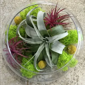 Terariu glob de sticla mare cu mix de tillandsia - plante aeriene