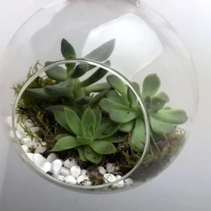 Terariu glob de sticla cu plante suculente