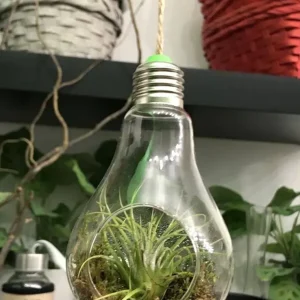 Terariu cu planta aeriana Tillandsia