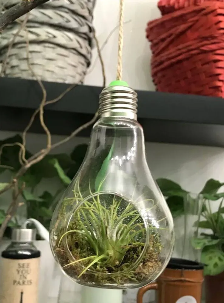 Terariu cu planta aeriana Tillandsia
