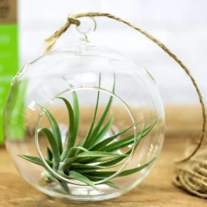 Terariu plante aeriene - Tillandsia Air Plant