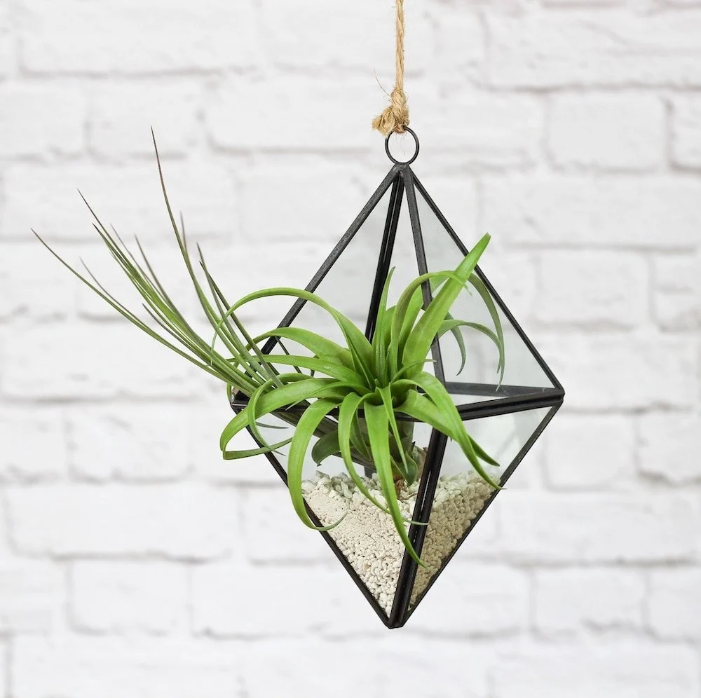 Terrarium Diamond 3 plante aeriene