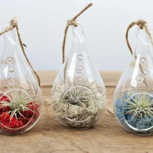 Terrarium forma lacrima cu o planta aeriana si moss