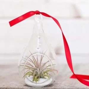 Terrarium forma lacrima - tillandsia air plant