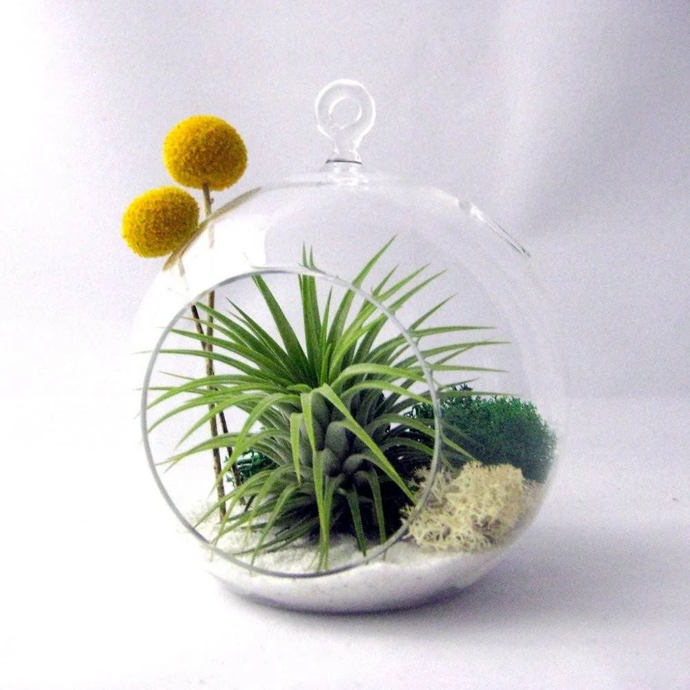 Terrarium plante aeriene, moss si craspedia