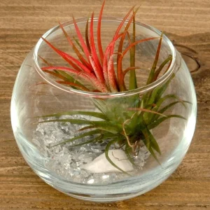 Tillandsia AirPlant bol de sticla
