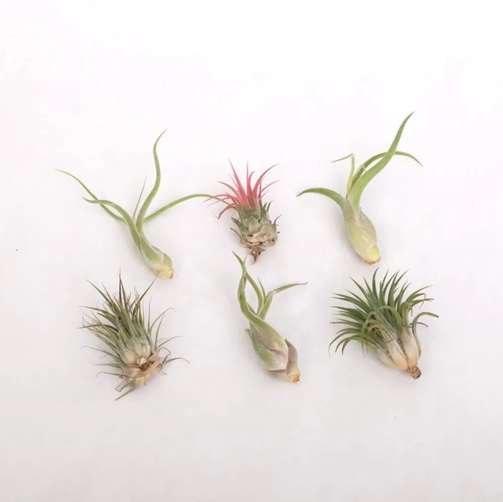 Tillandsia AirPlant mix - plante aeriene