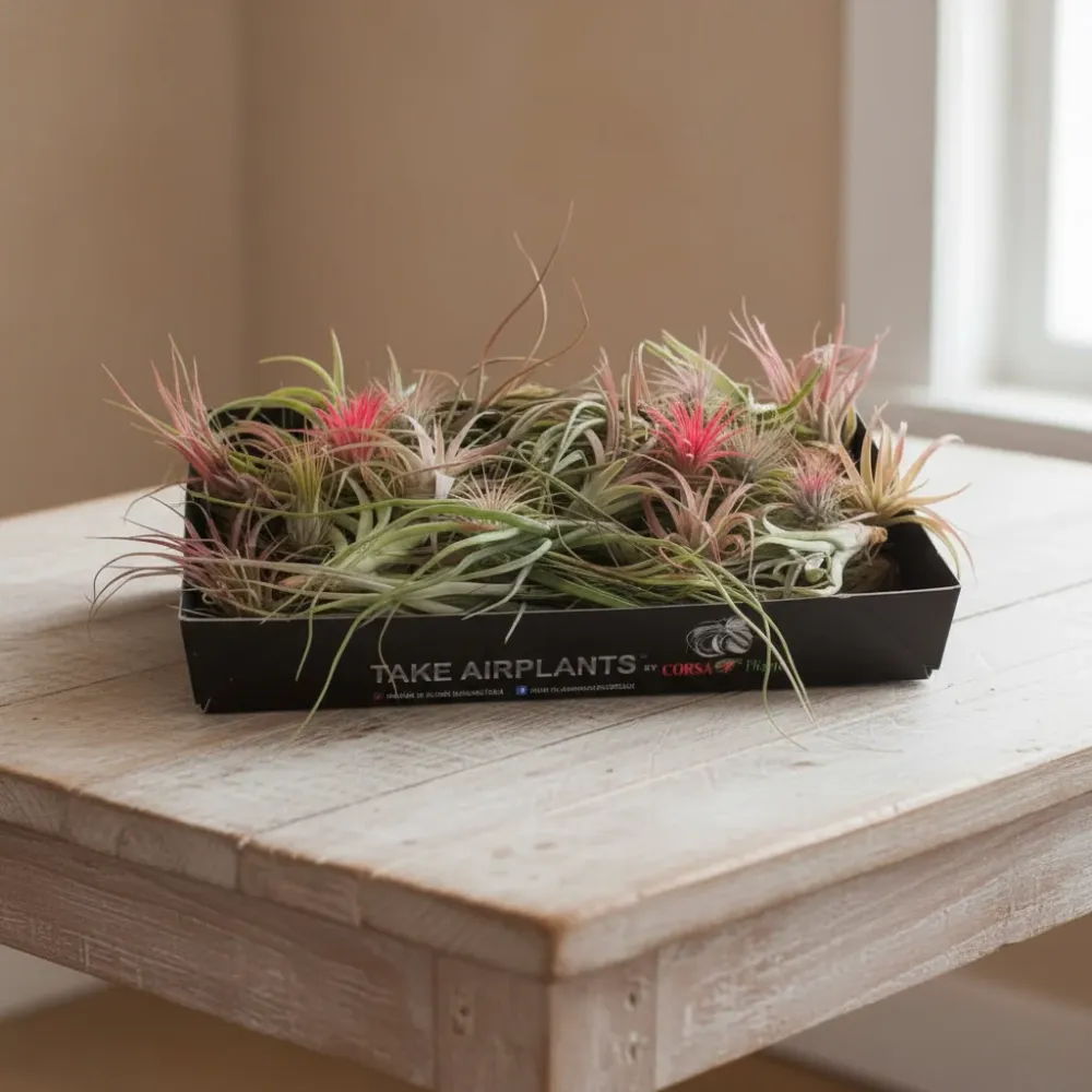 Tillandsia AirPlant mix - plante aeriene