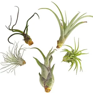 Tillandsia AirPlant mix de 5 plante aeriene diferite