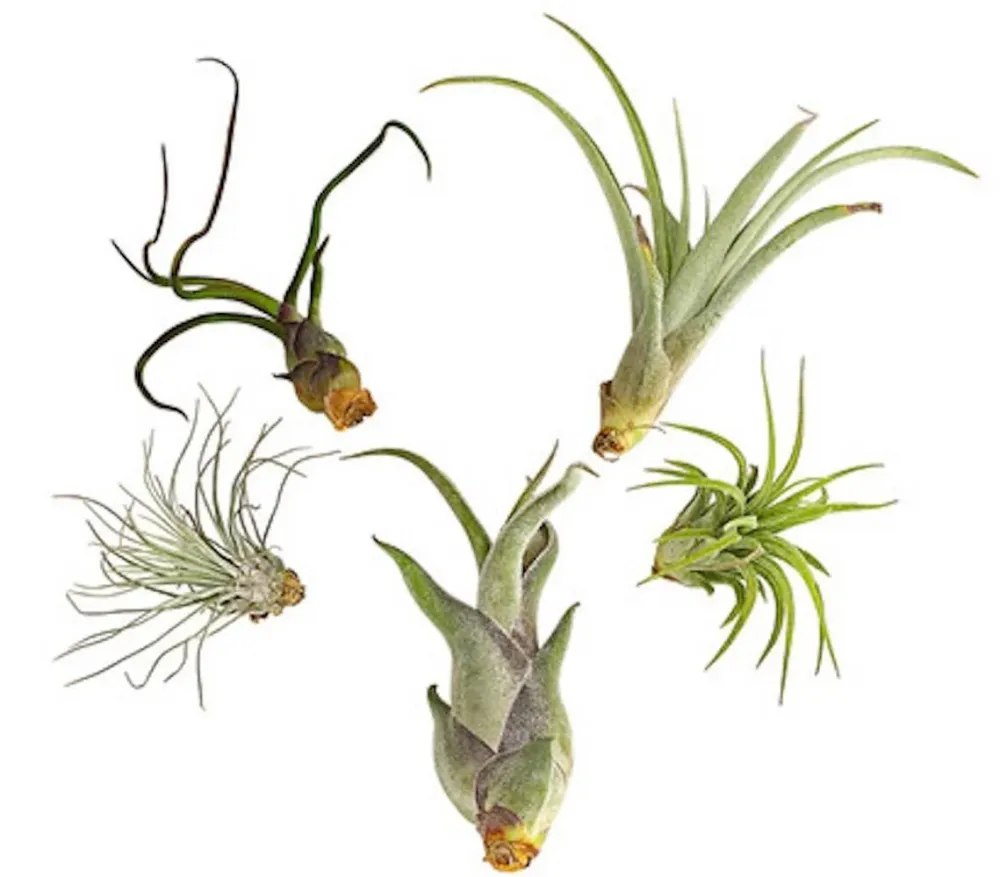 Tillandsia AirPlant mix de 5 plante aeriene diferite