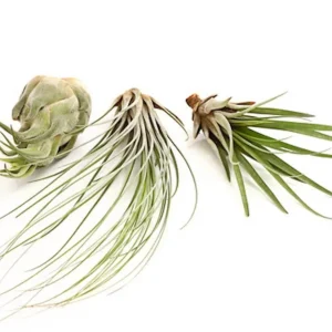 Tillandsia AirPlant mix de 3 plante aeriene diferite