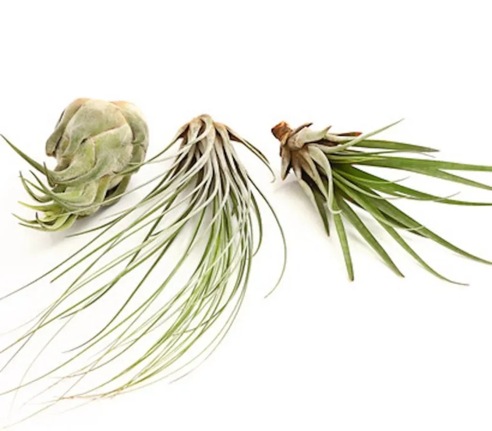 Tillandsia AirPlant mix de 3 plante aeriene diferite