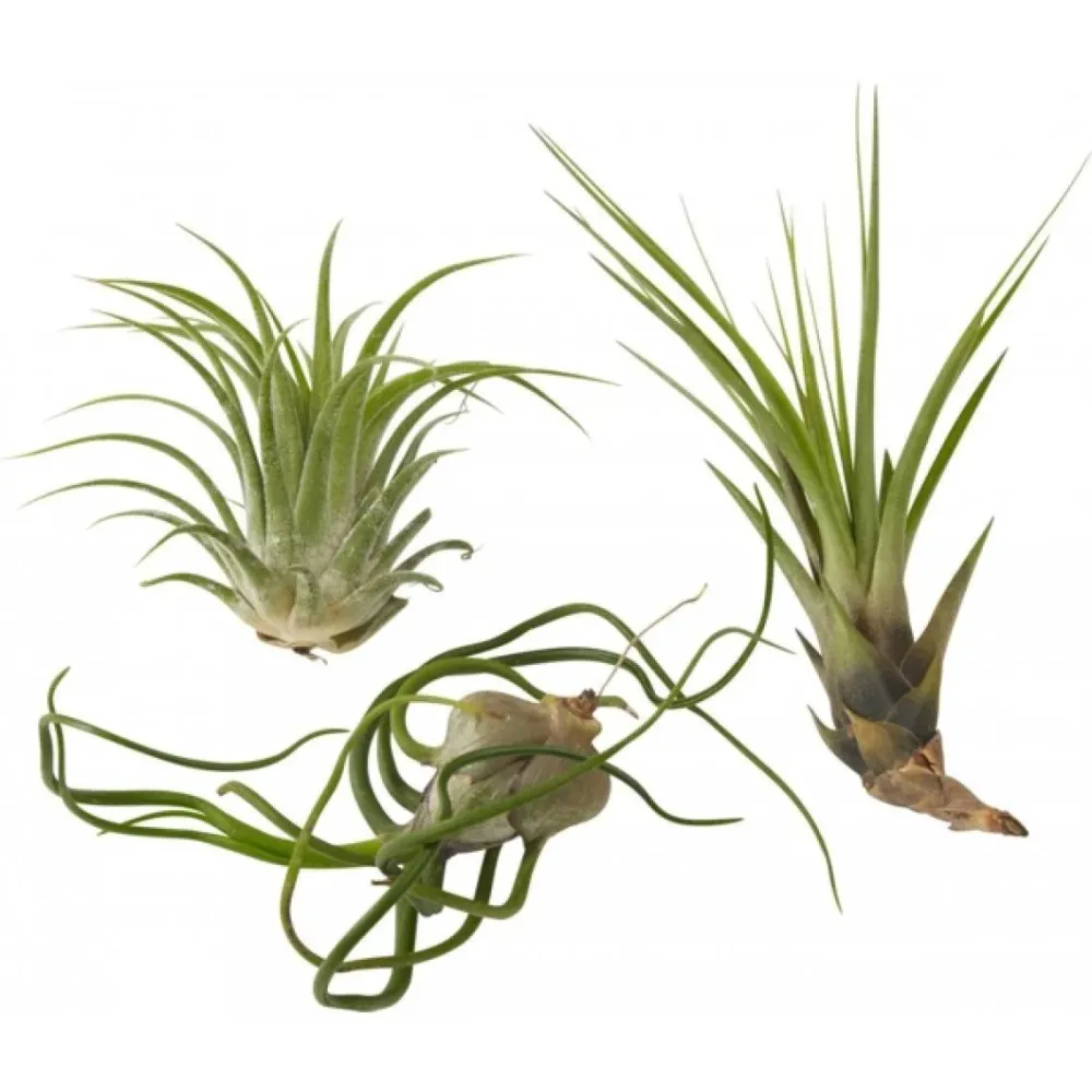 Tillandsia AirPlant mix de 3 plante aeriene diferite