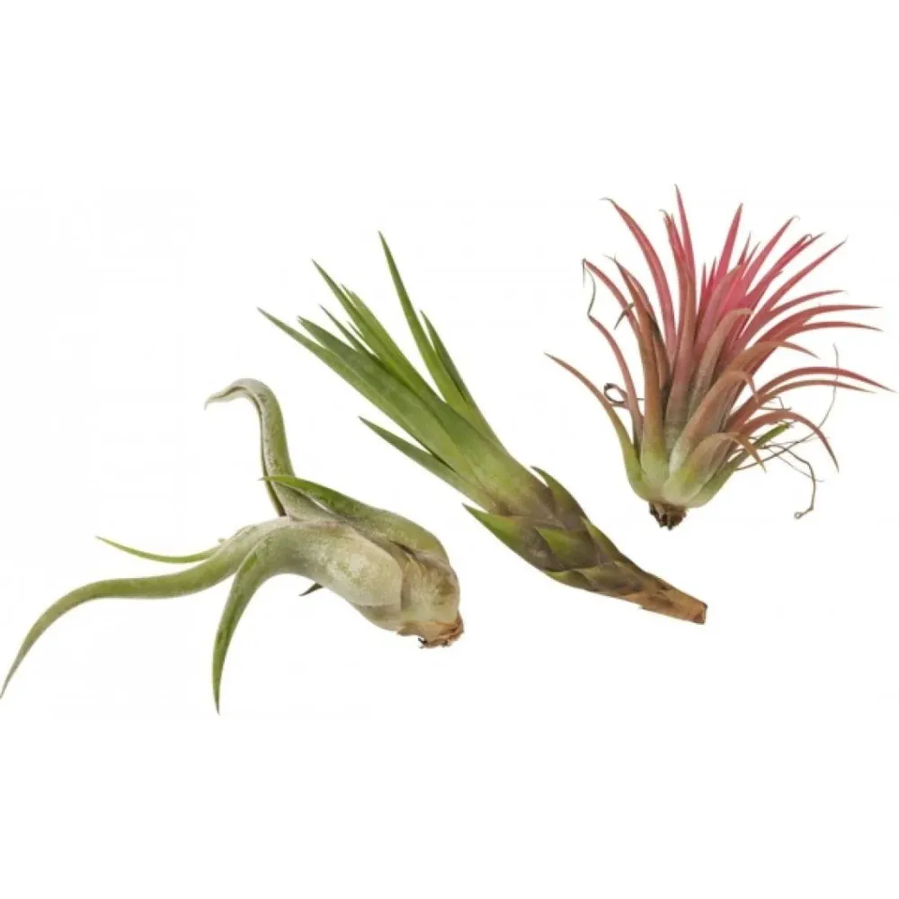 Tillandsia AirPlant mix de 3 plante aeriene diferite