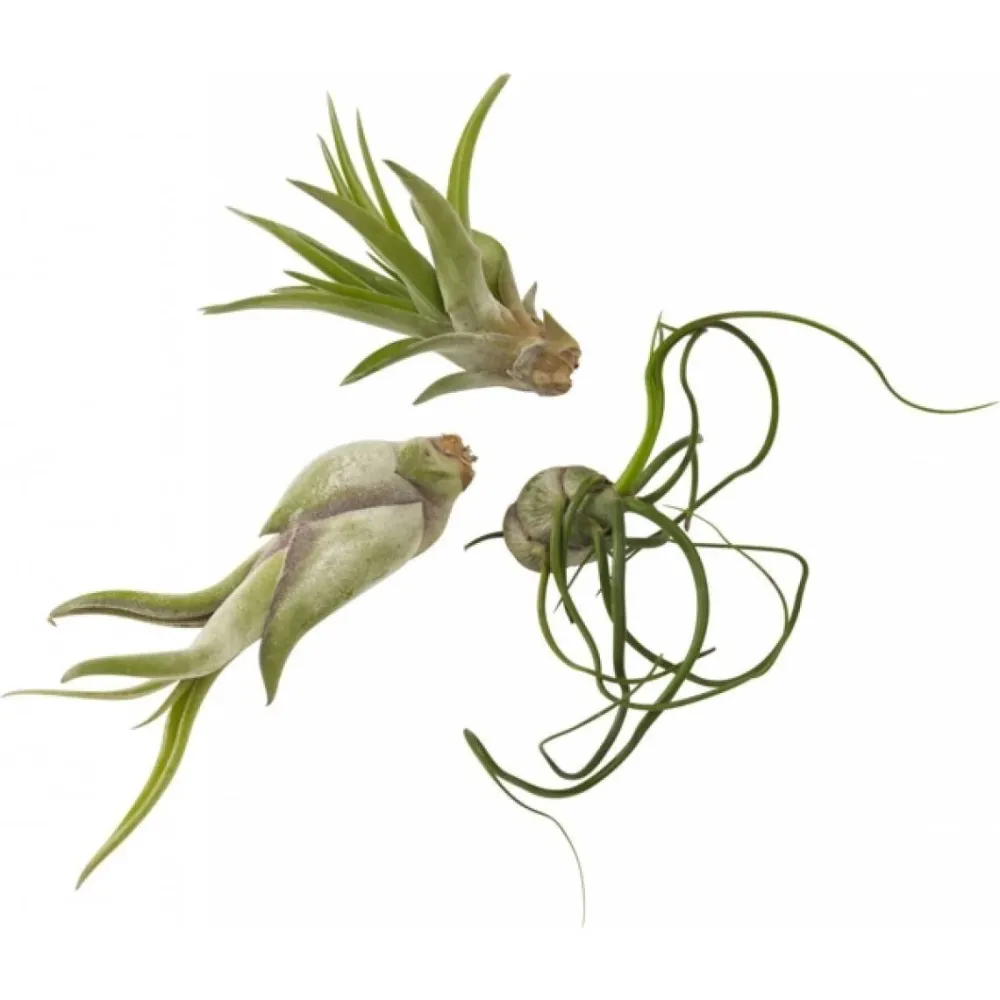 Tillandsia AirPlant mix de 3 plante aeriene diferite
