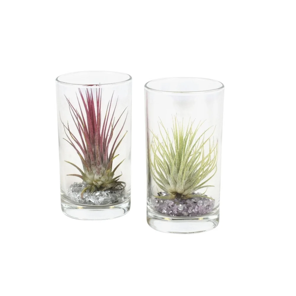Tillandsia airplant vas sticla (cilindru)