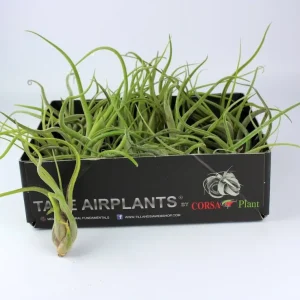 Tillandsia caput-medusae – planta aeriana cu forma sculpturala, ca o Meduza