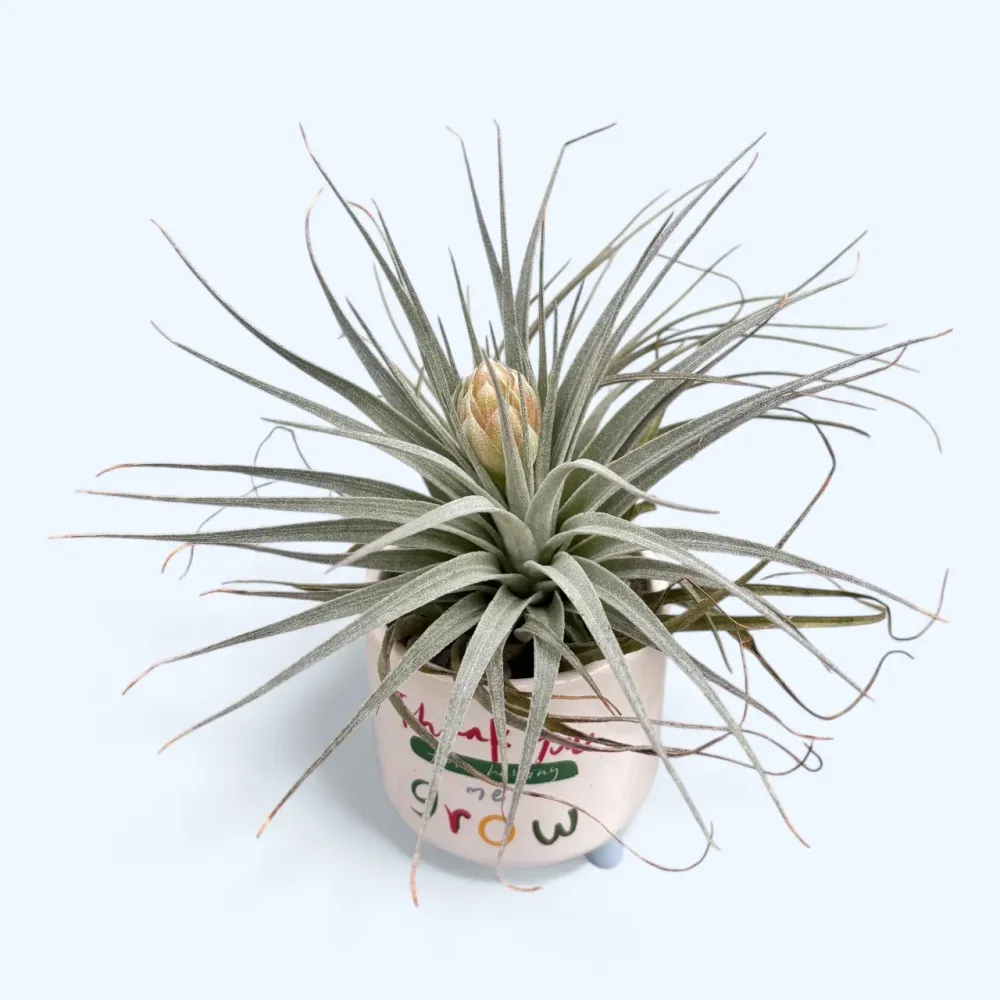 Tillandsia ‘Cotton Candy’ – planta aeriana spectaculoasa cu inflorescenta roz-lavanda