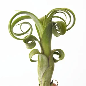 Tillandsia Curly Slim
