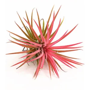 Tillandsia Ionantha red airplant - plante aeriene rosii