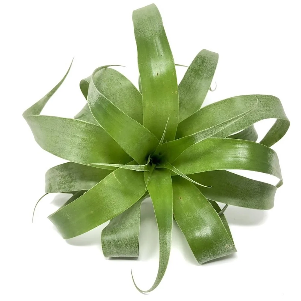 Tillandsia Samantha (Mooreana x Kalmbacheri)