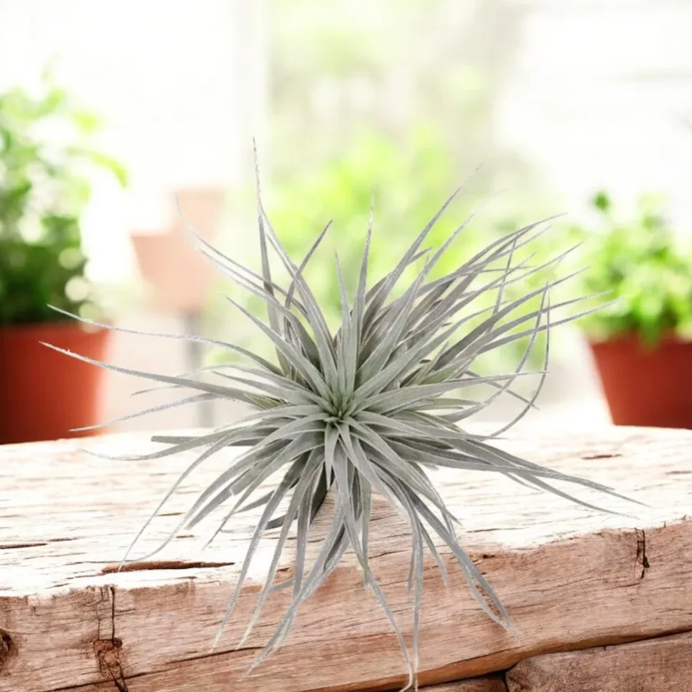 Tillandsia Super Silver - planta aeriana