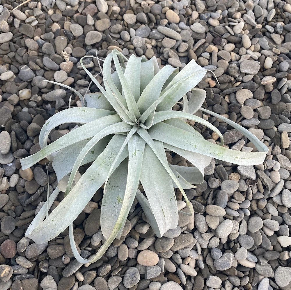 Tillandsia Xerographica XL - airplant