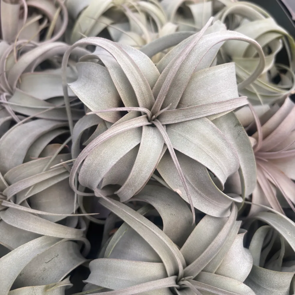 Tillandsia Xerographica - airplant