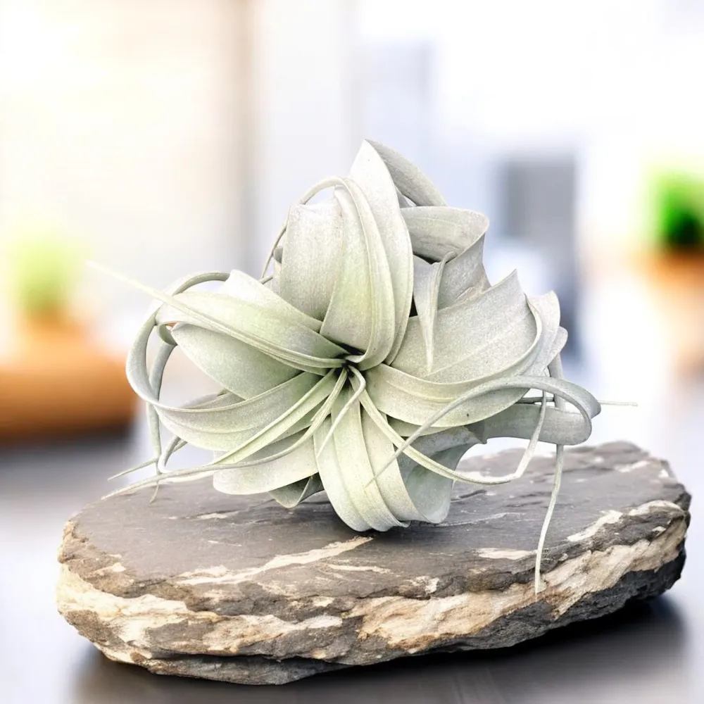 Tillandsia Xerographica - airplant