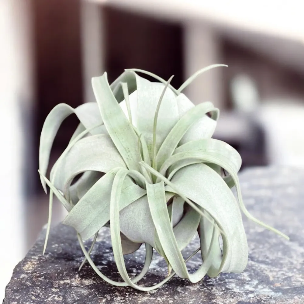 Tillandsia Xerographica - airplant