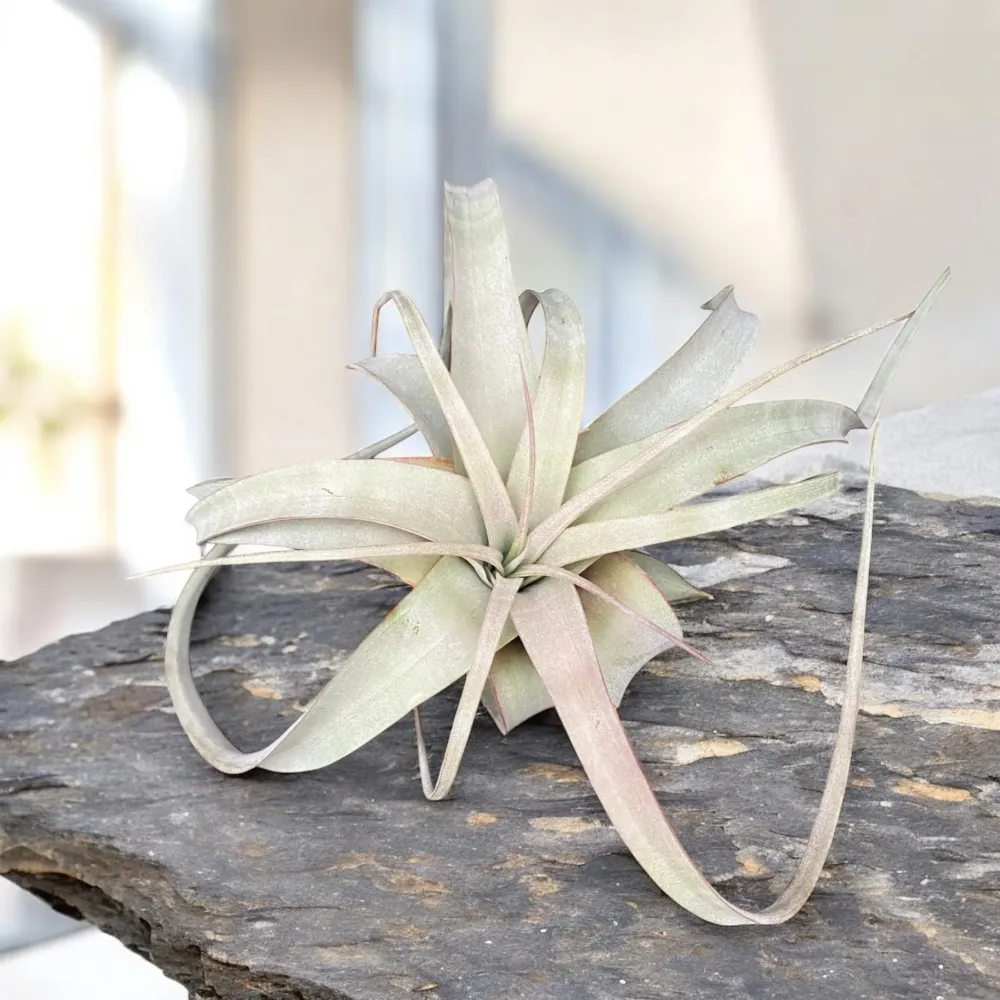 Tillandsia Xerographica - airplant