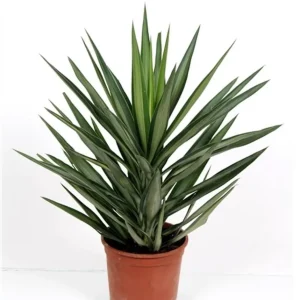 Yucca elephantipes 'Elmila' - Copacul Mayas (arborele vietii)