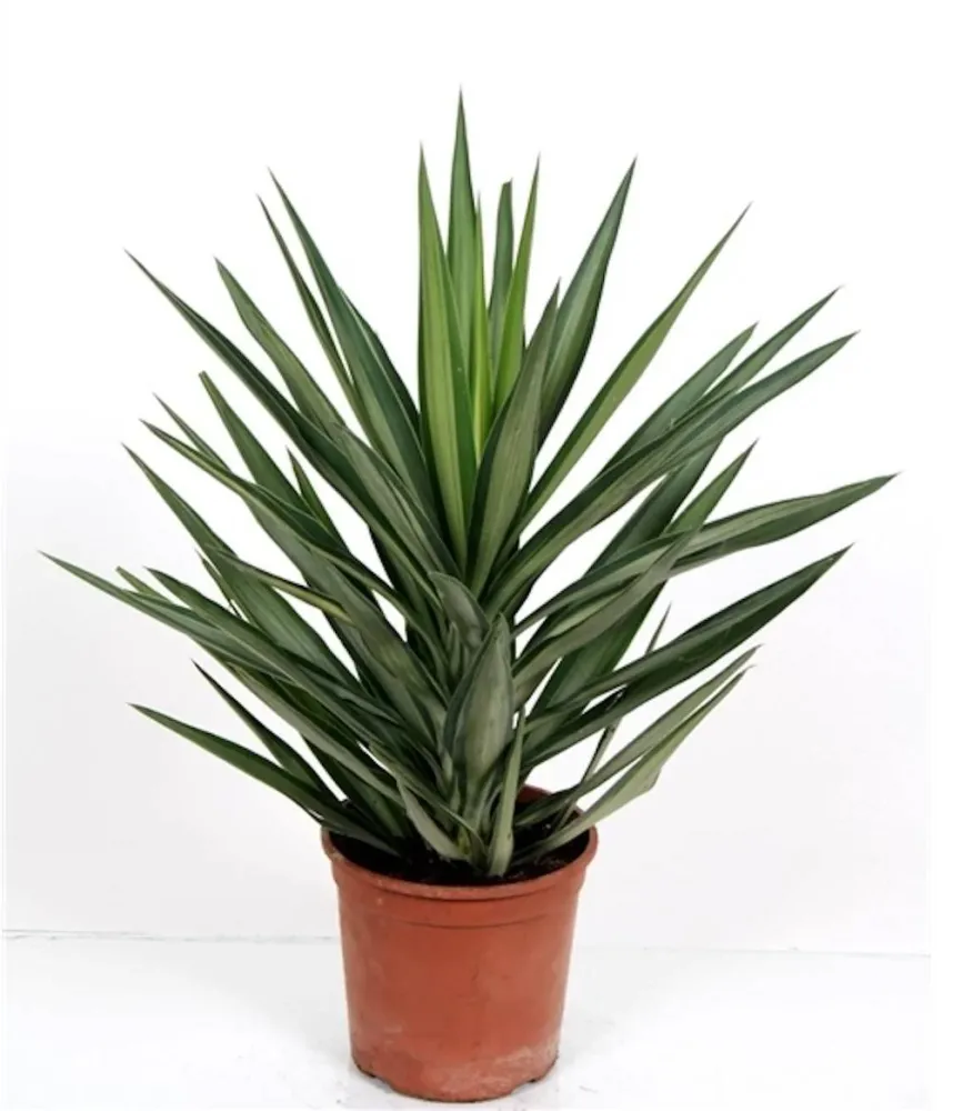 Yucca elephantipes 'Elmila' - Copacul Mayas (arborele vietii)